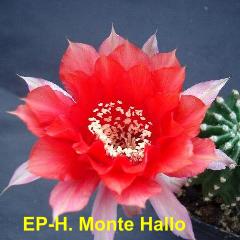 EP-H. Monte Hallo 4.1.jpg 